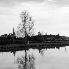 Arboles